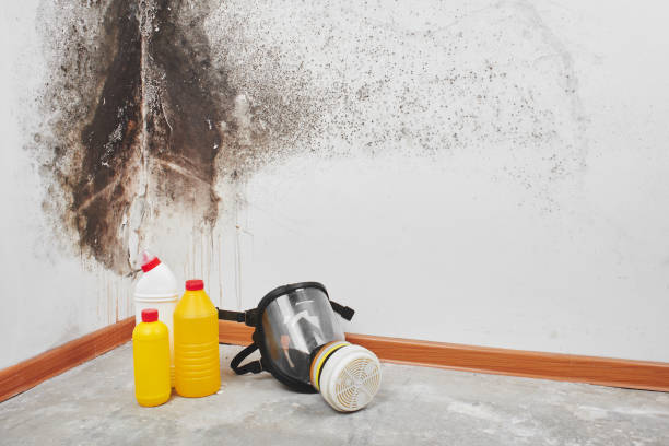 Trusted Corrigan, TX Mold Removal Experts