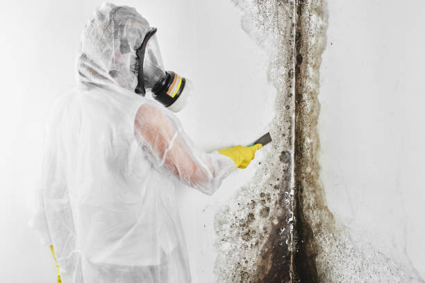 Best Home Mold Removal  in Corrigan, TX