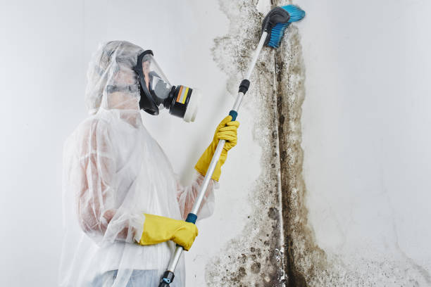 Best Home Mold Removal  in Corrigan, TX