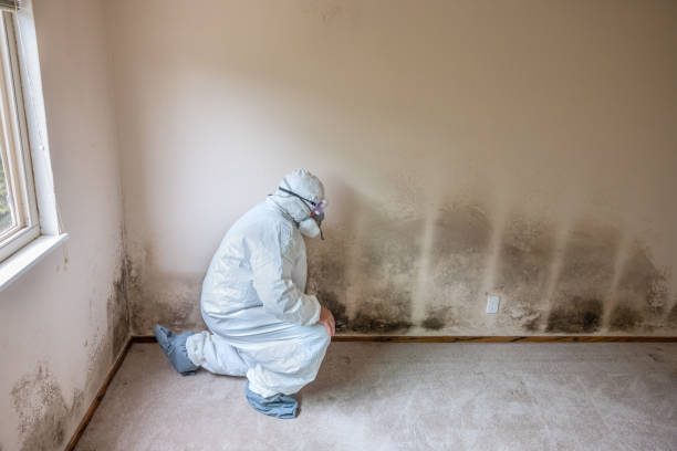 Best Best Mold Removal Companies  in Corrigan, TX