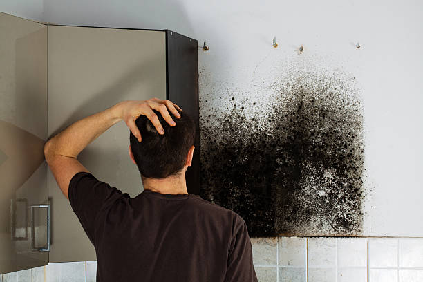 Best Mold Removal and Inspection  in Corrigan, TX
