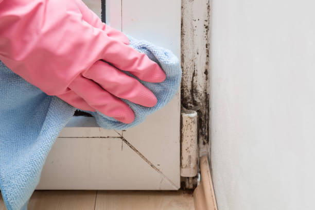 Best Mold Cleaning Services  in Corrigan, TX