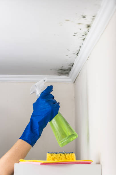 Best Local Mold Removal Service  in Corrigan, TX
